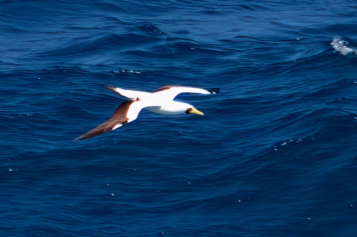 Masked Booby - ML615148392