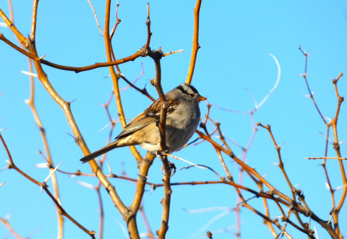 White-crowned Sparrow - ML615148920