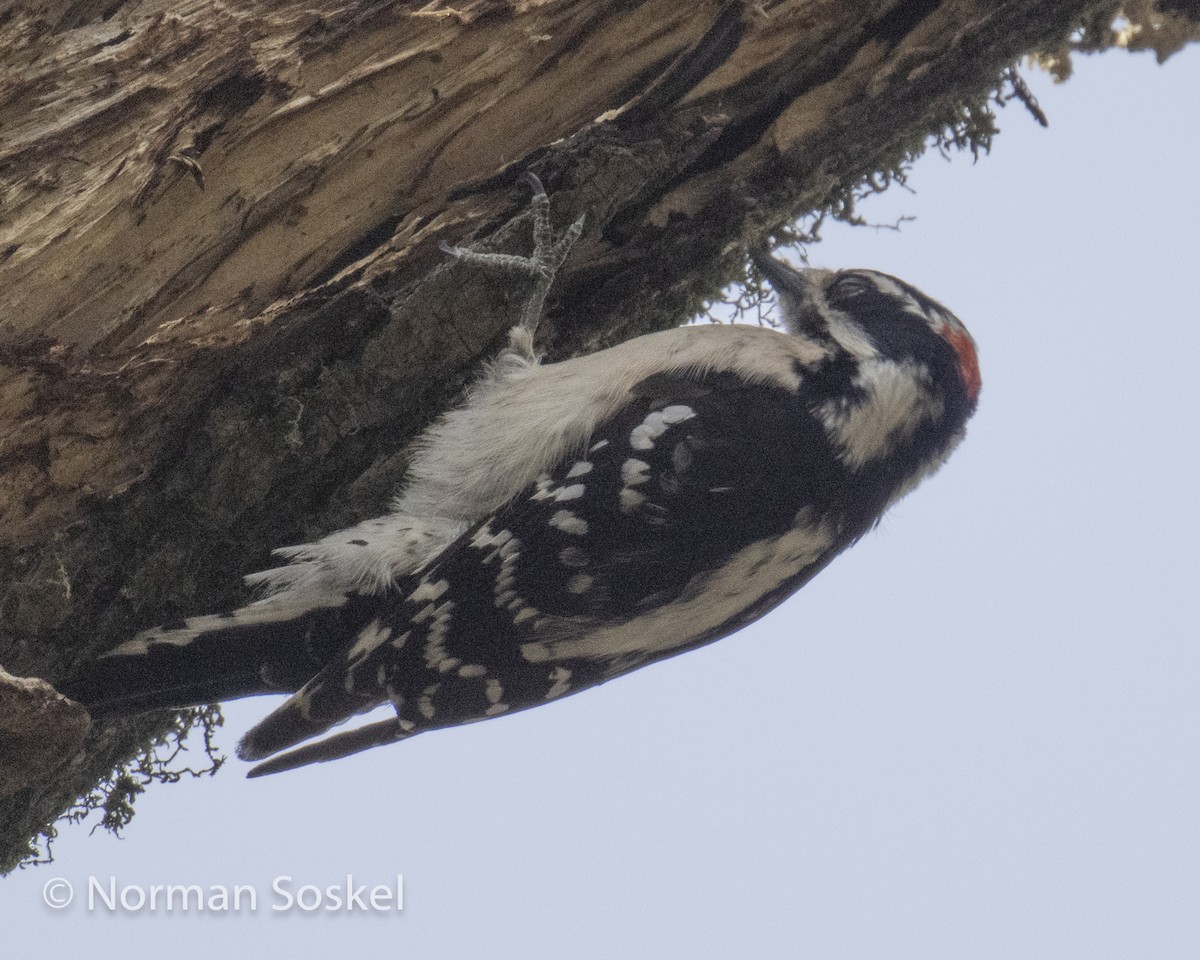 Downy Woodpecker - ML615148994