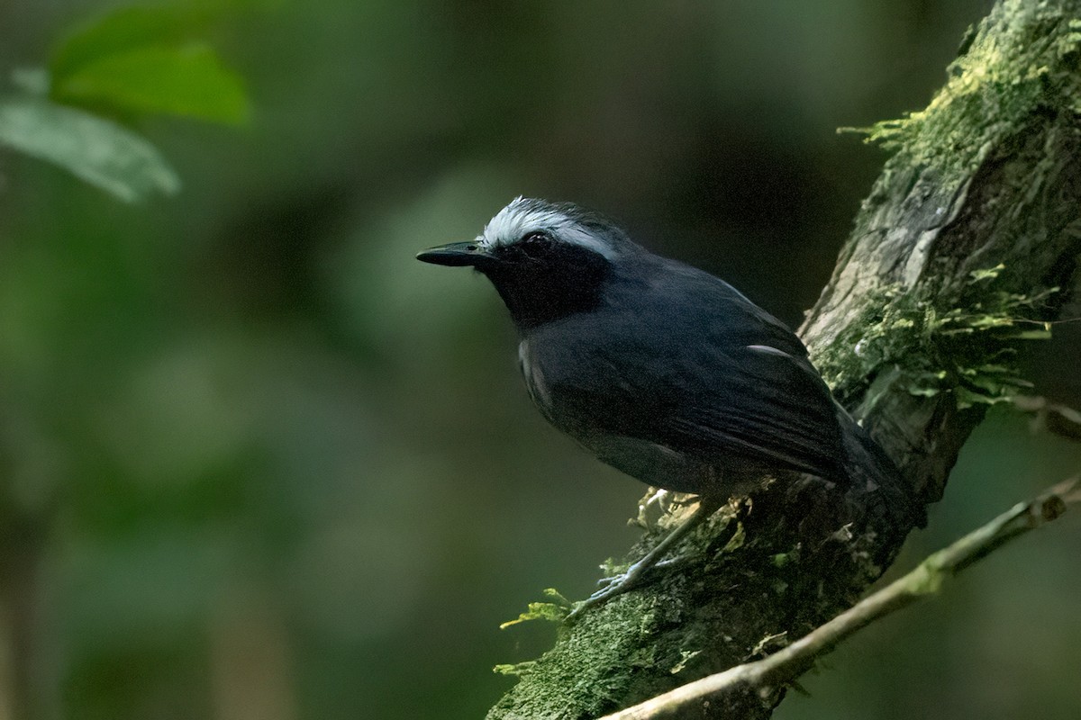 White-browed Antbird - Jacques Jobin