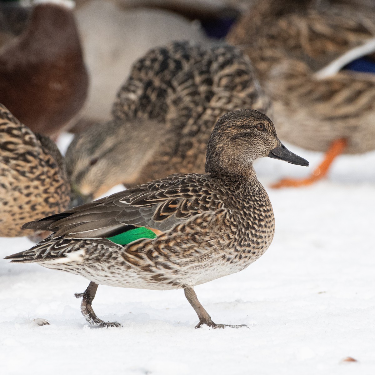 Green-winged Teal - ML615149061