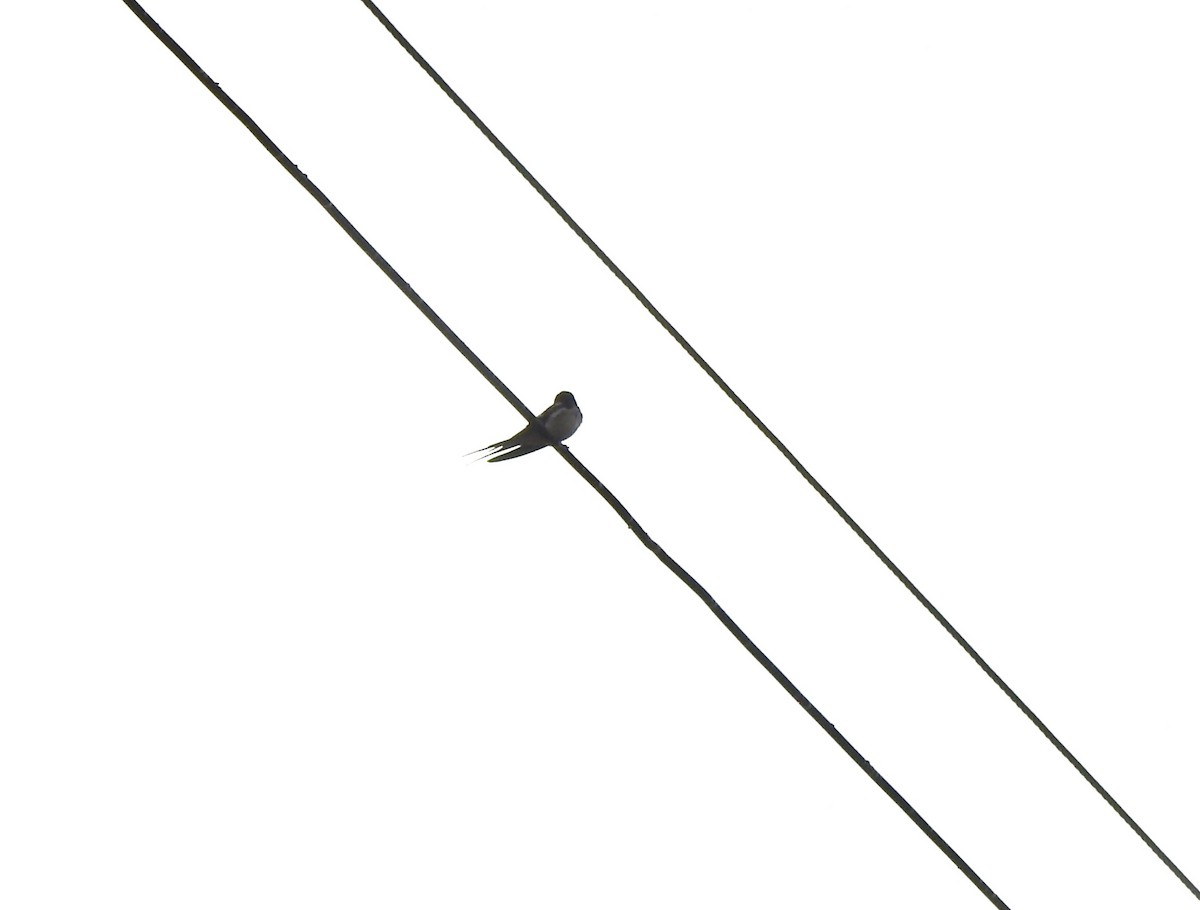 Barn Swallow - ML615149096