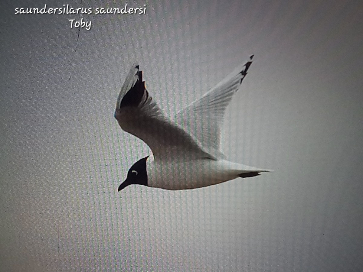 Saunders's Gull - ML615149121