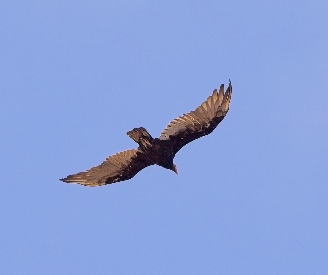 Turkey Vulture - ML615149127