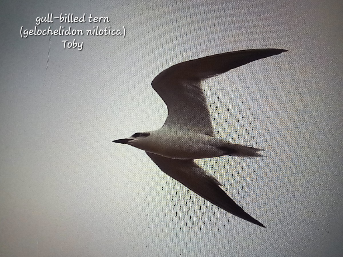 Gull-billed Tern - ML615149154