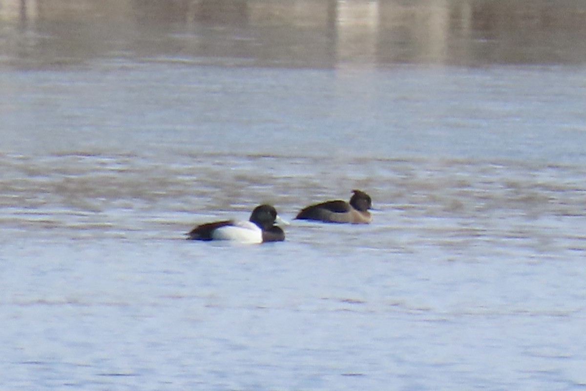 Tufted Duck - ML615149625