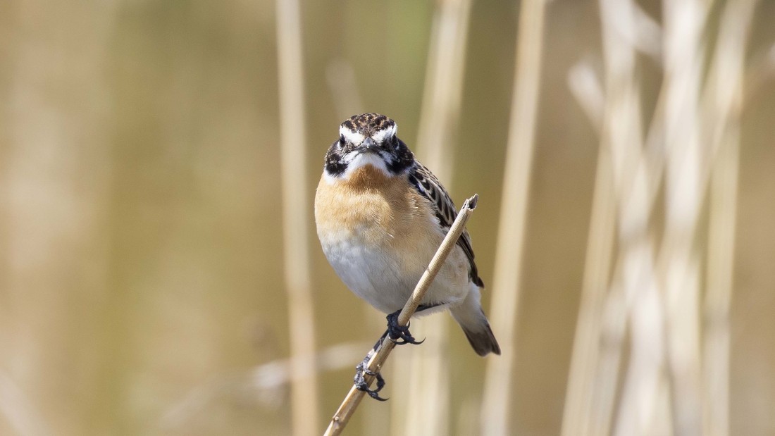 Whinchat - ML615149864
