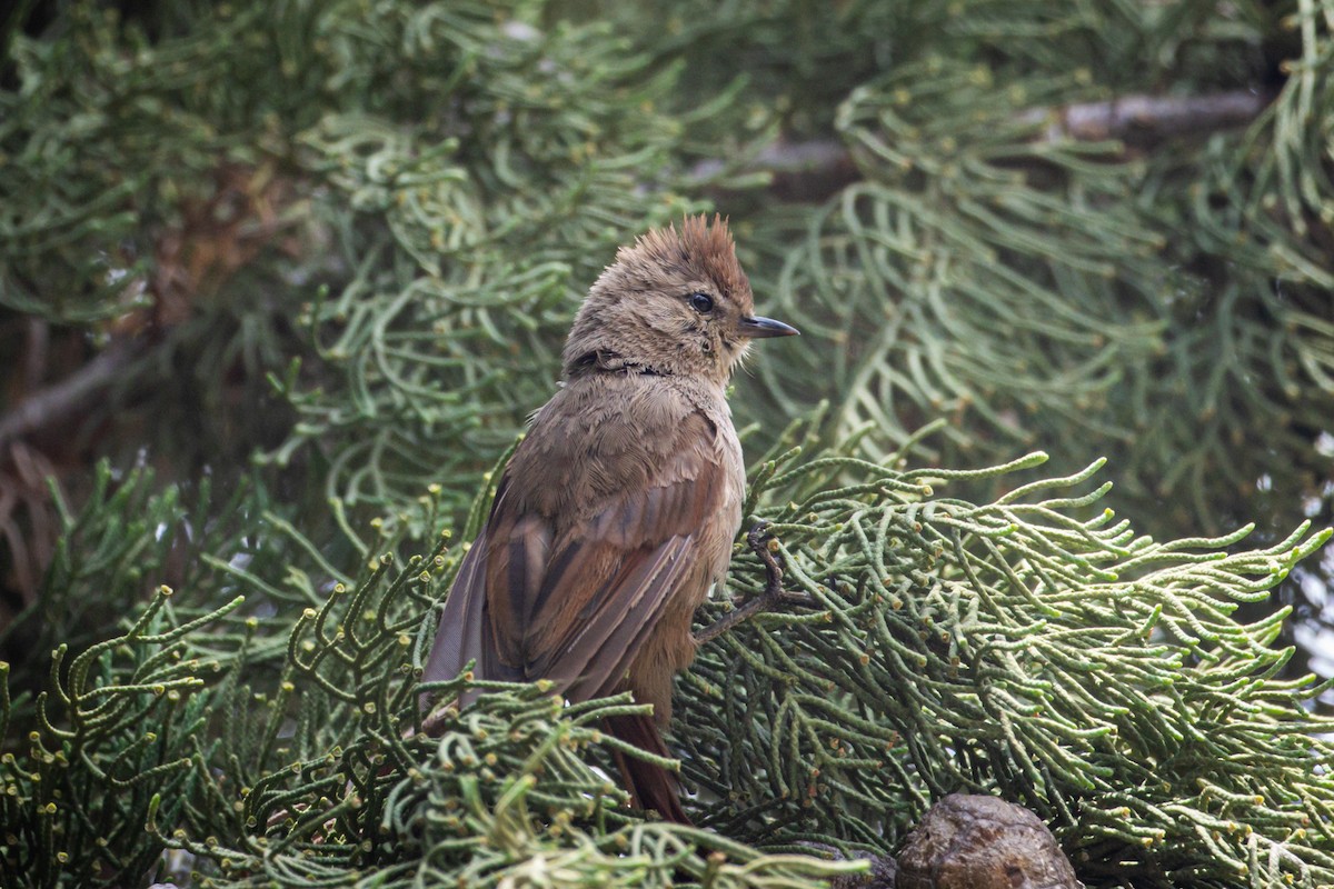 Brown-capped Tit-Spinetail - ML615149929