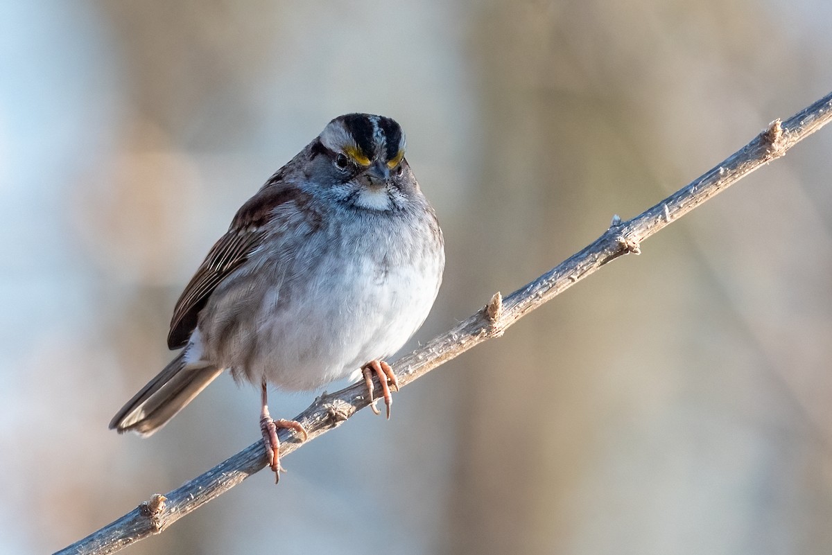 White-throated Sparrow - ML615149982