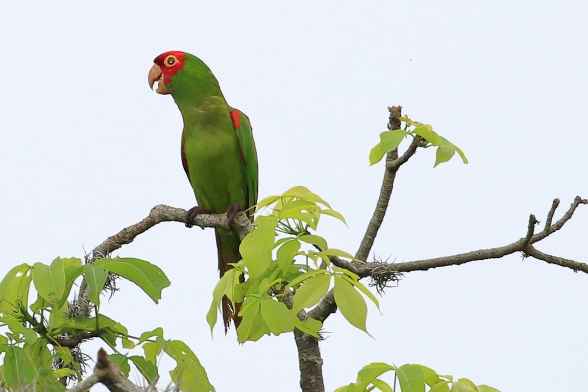 Red-masked Parakeet - ML615150062