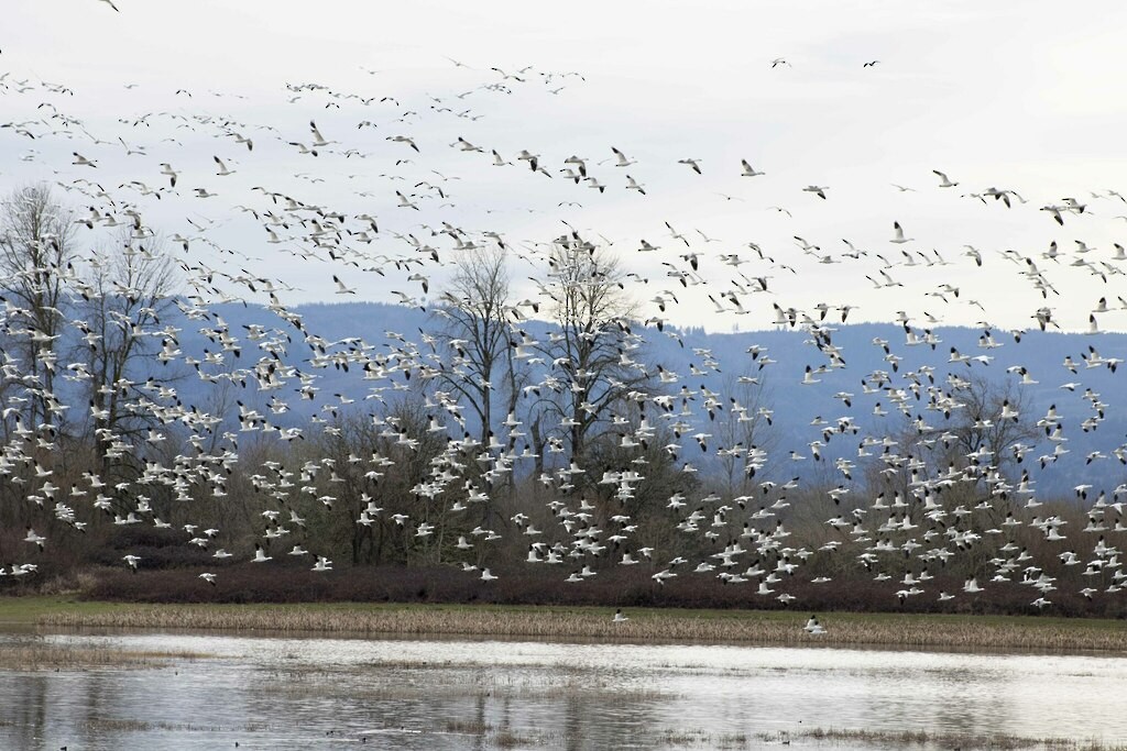 eBird Checklist 19 Feb 2024 Sauvie IslandRaccoon Point 11 species