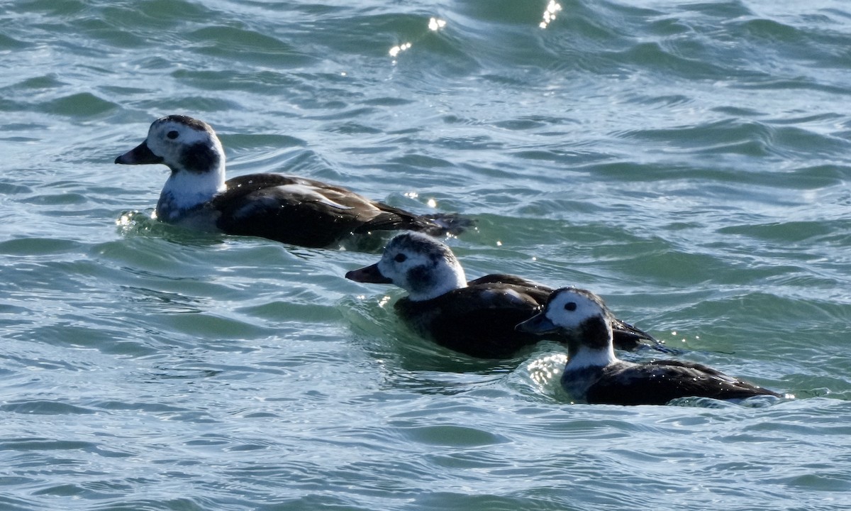 Long-tailed Duck - ML615150254