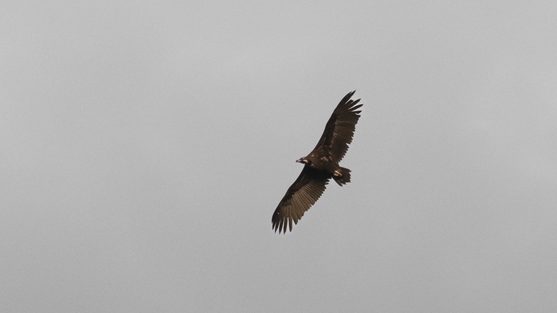 Cinereous Vulture - ML615150299