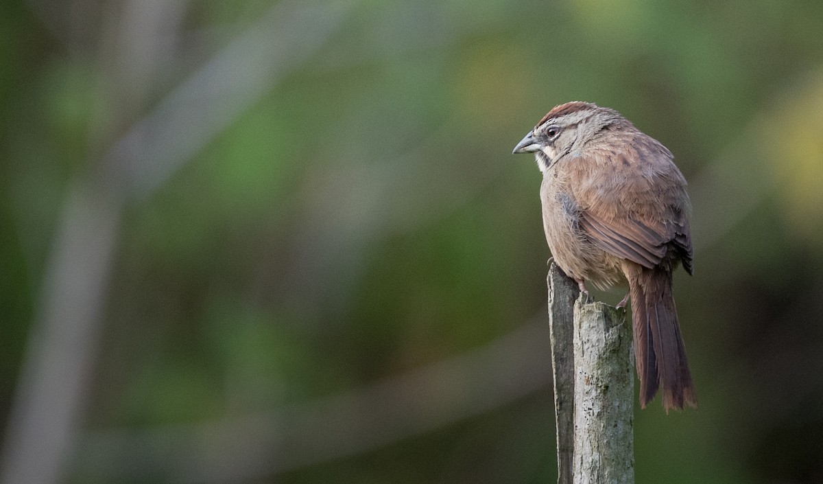 Rusty Sparrow - Ian Davies