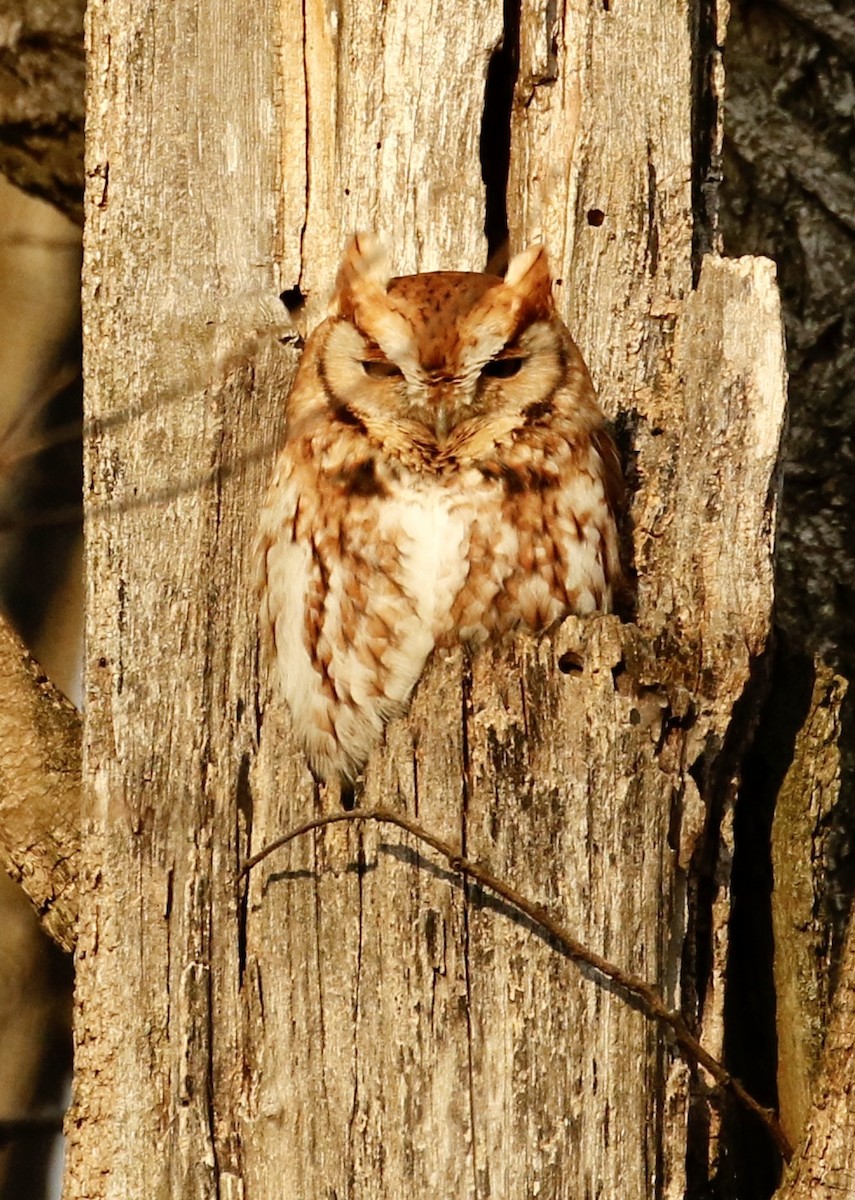 Eastern Screech-Owl - ML615150457