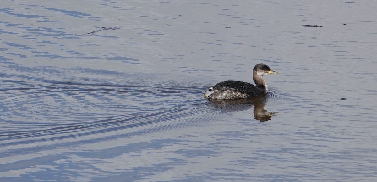 Red-necked Grebe - ML615150458