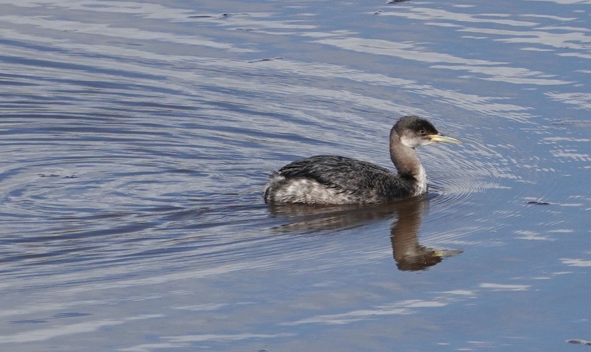 Red-necked Grebe - ML615150466