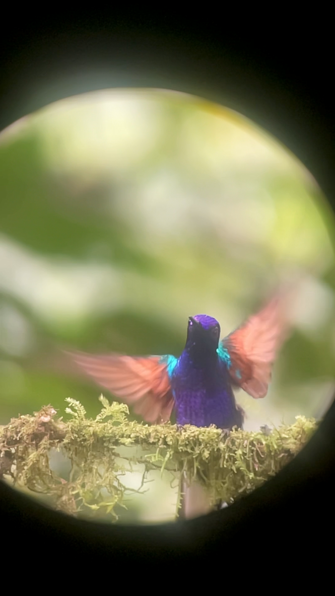 Пурпурногрудый колибри - ML615150677