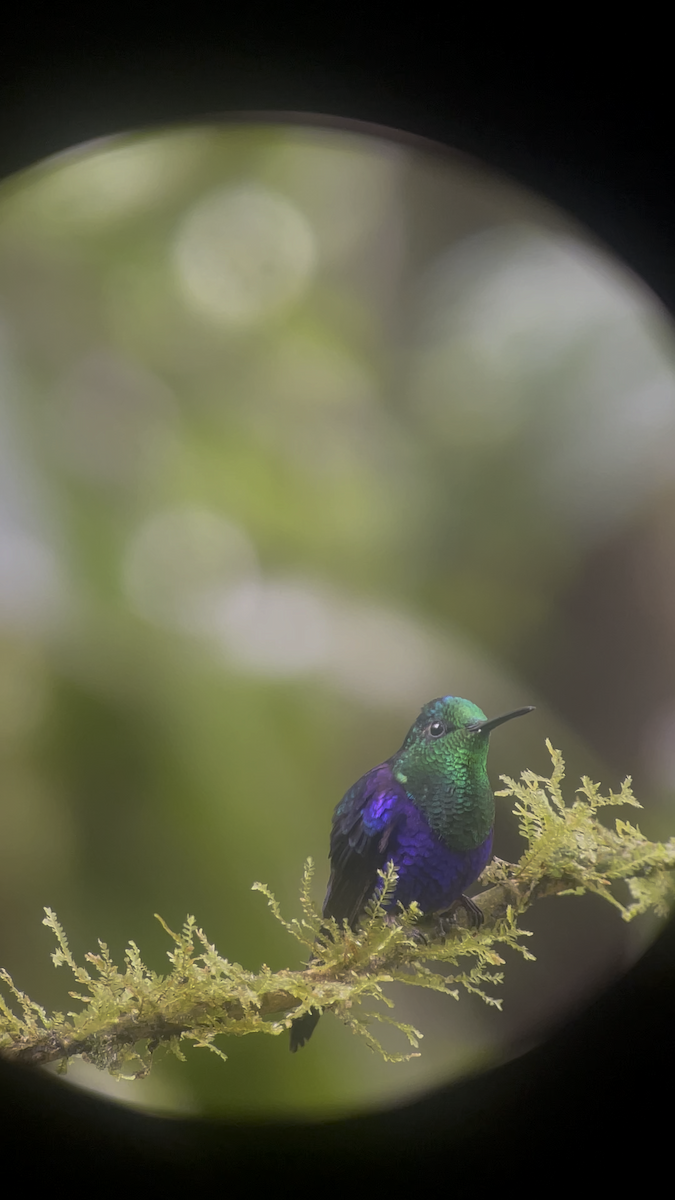 kolibřík vidloocasý - ML615150751