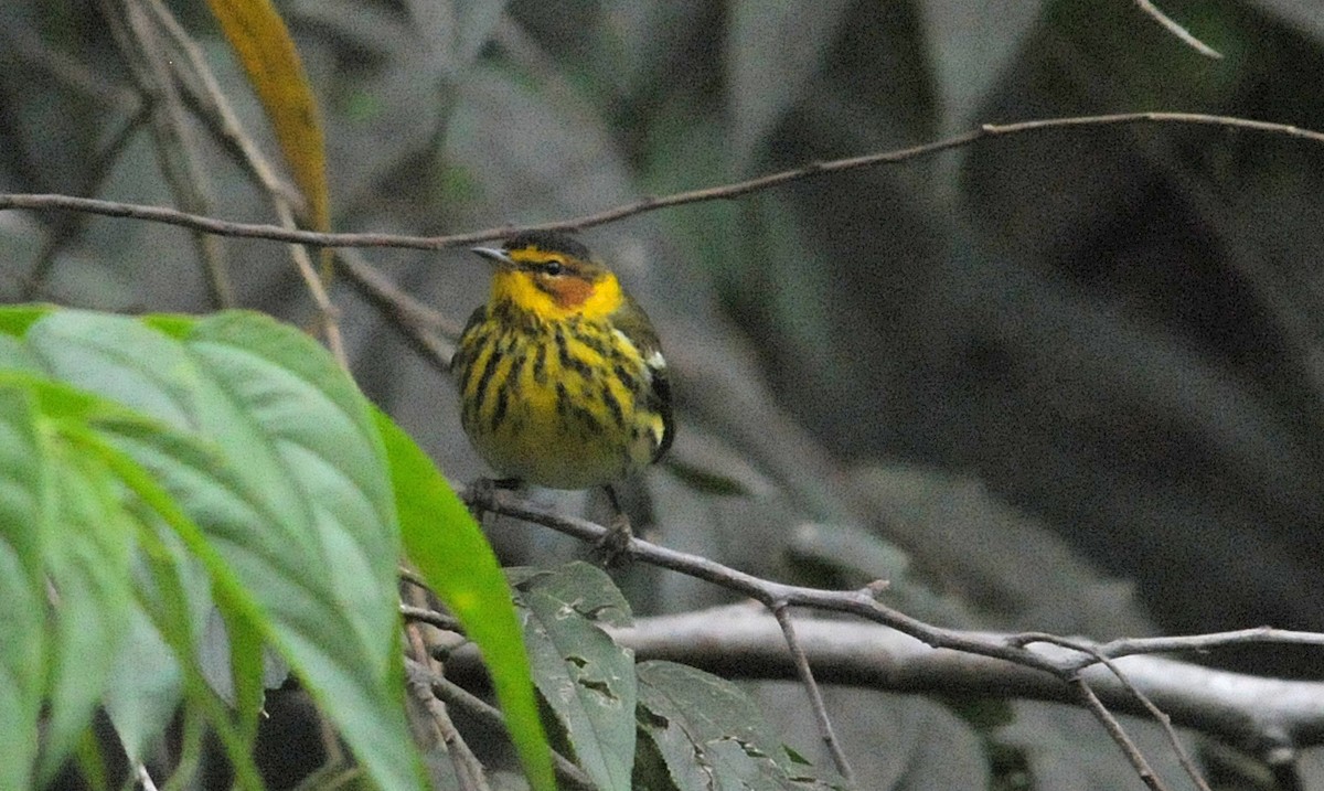 Cape May Warbler - ML615150878