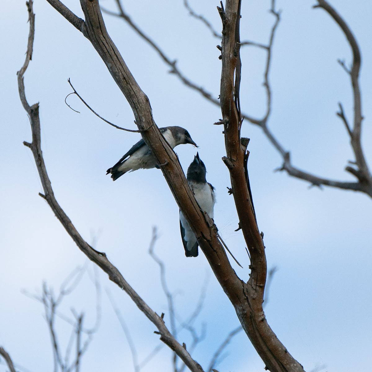 White-breasted Woodswallow - ML615150917