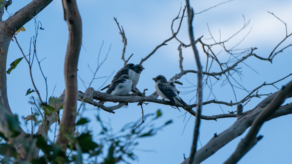 White-breasted Woodswallow - Jack Winterbottom