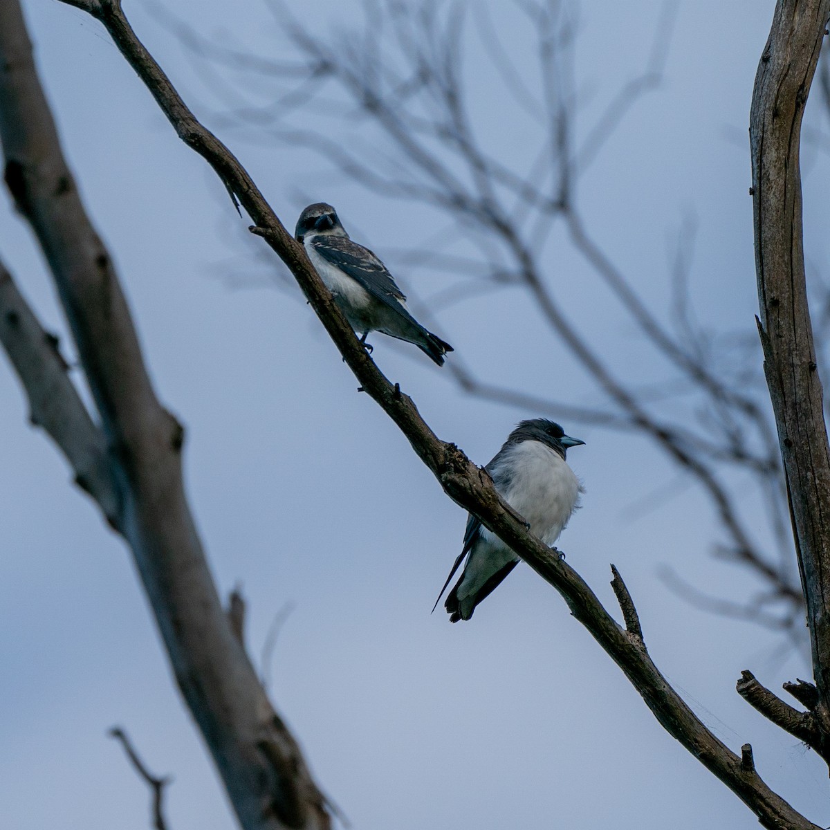 White-breasted Woodswallow - ML615150919