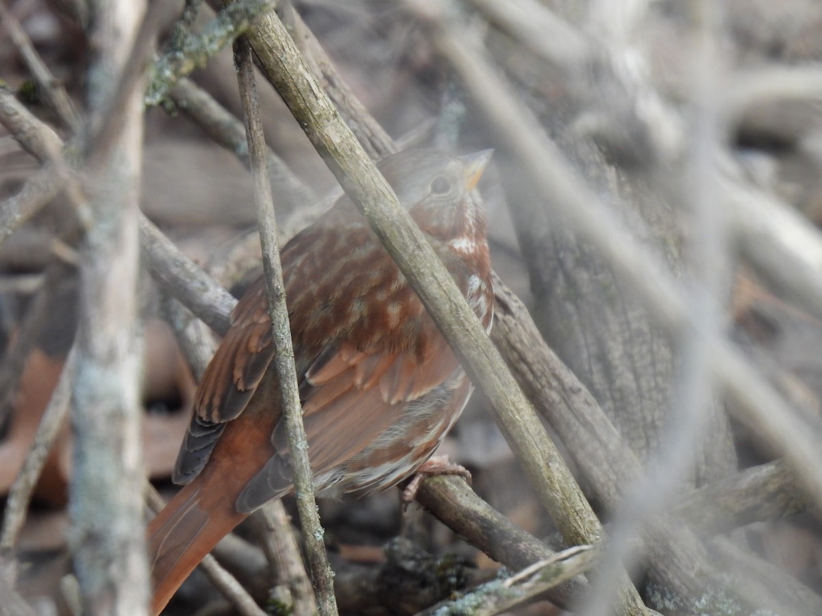 Fox Sparrow (Red) - ML615150963