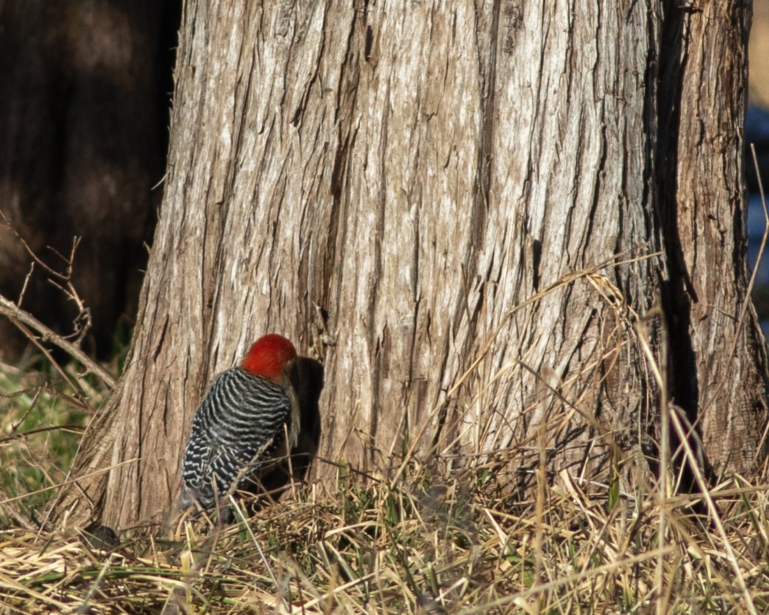 Red-bellied Woodpecker - ML615150985