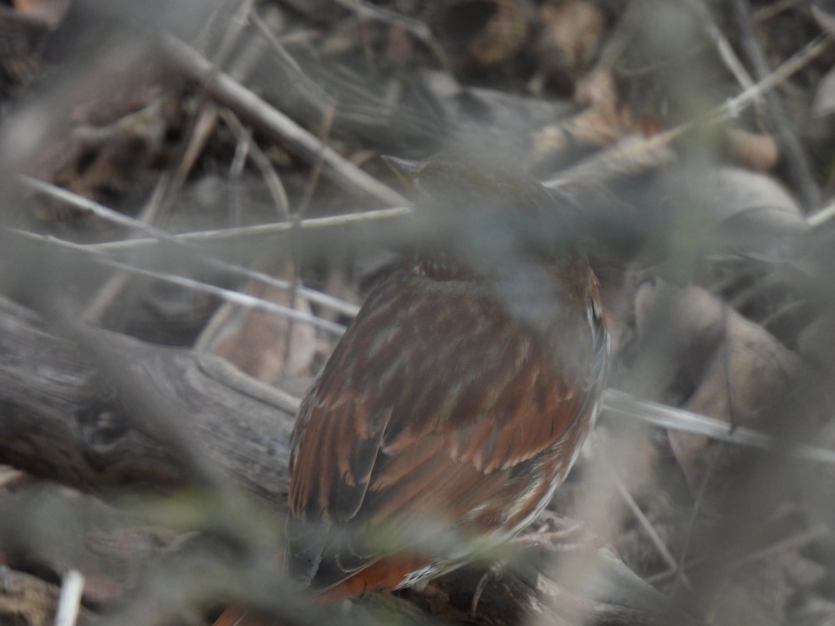 Fox Sparrow (Red) - ML615151010