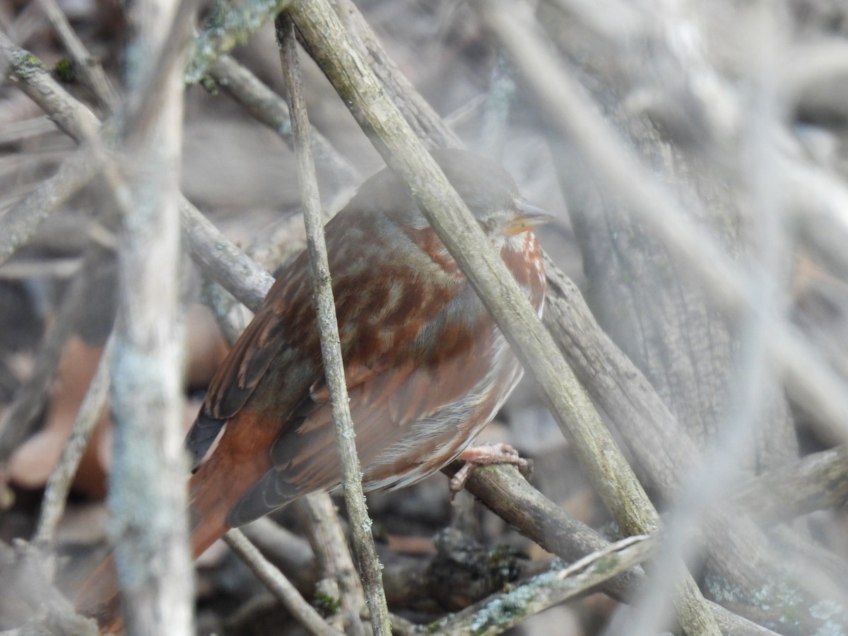 Fox Sparrow (Red) - ML615151013