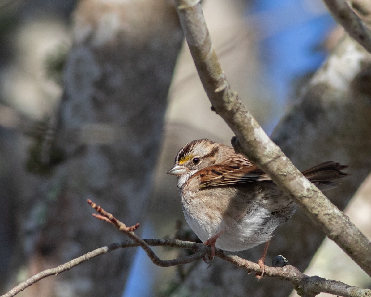 White-throated Sparrow - ML615151032