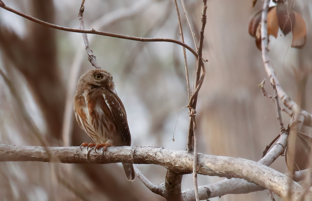 Colima Pygmy-Owl - ML615151161