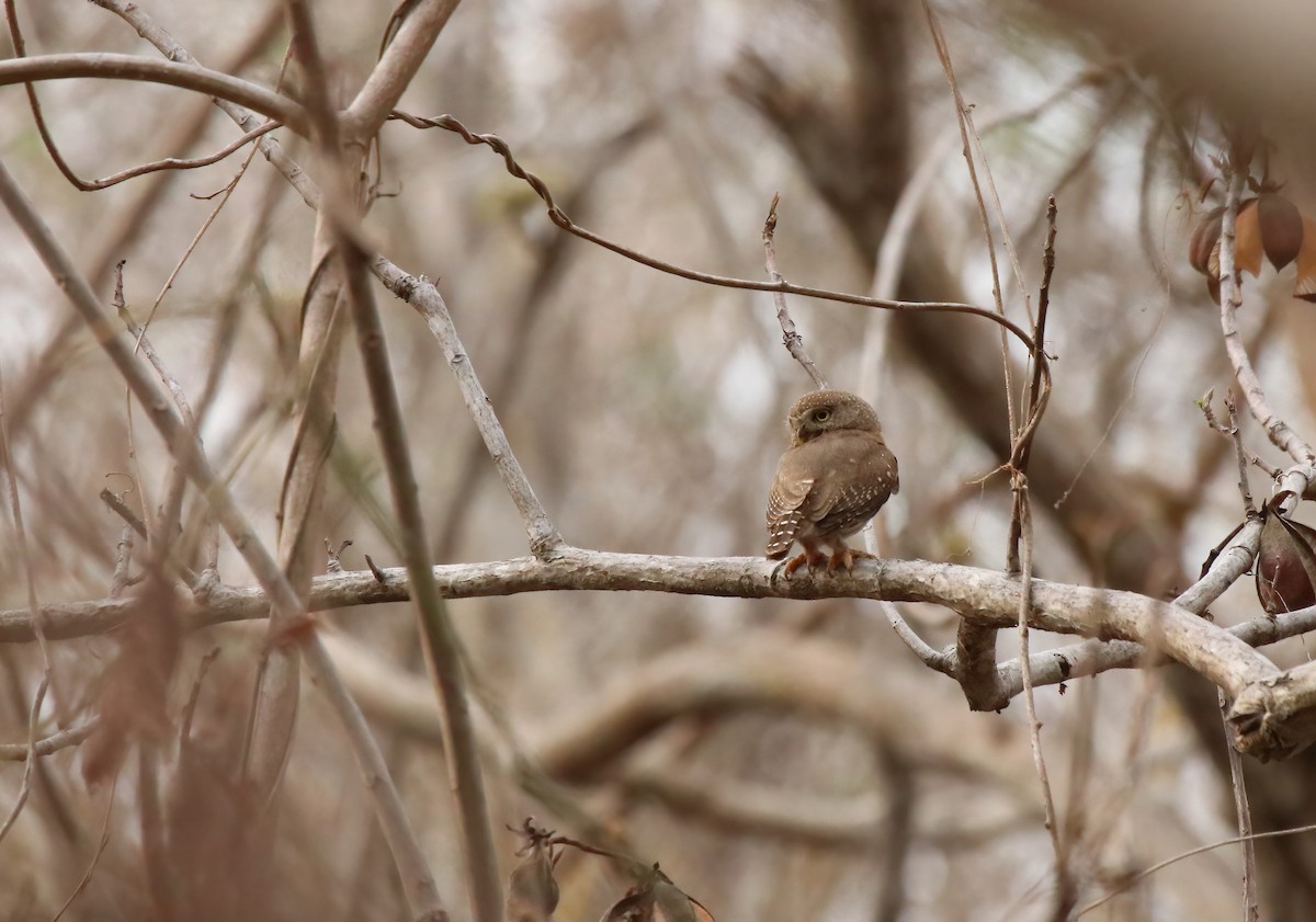 Colima Pygmy-Owl - ML615151162