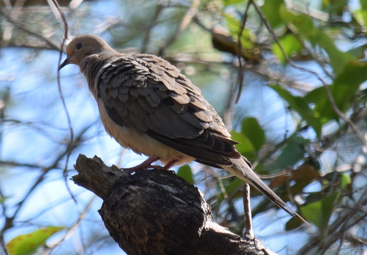 Mourning Dove - Anne Fay