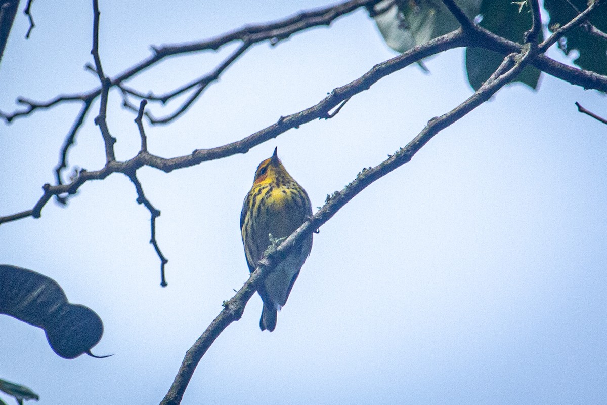Cape May Warbler - ML615151307