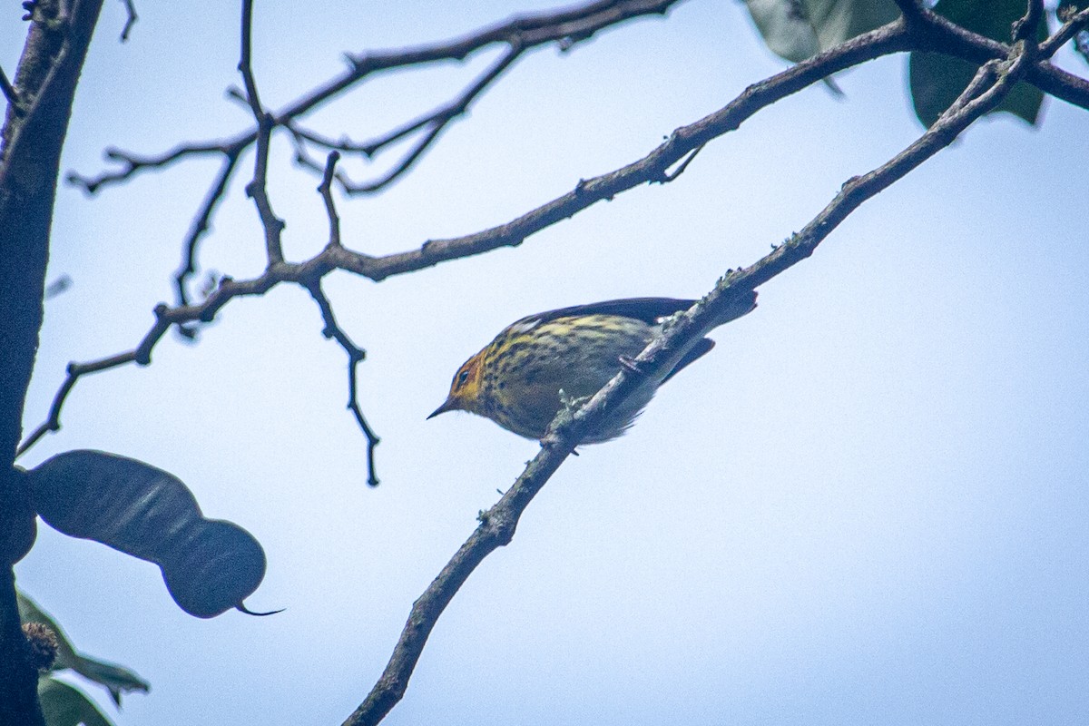 Cape May Warbler - ML615151308