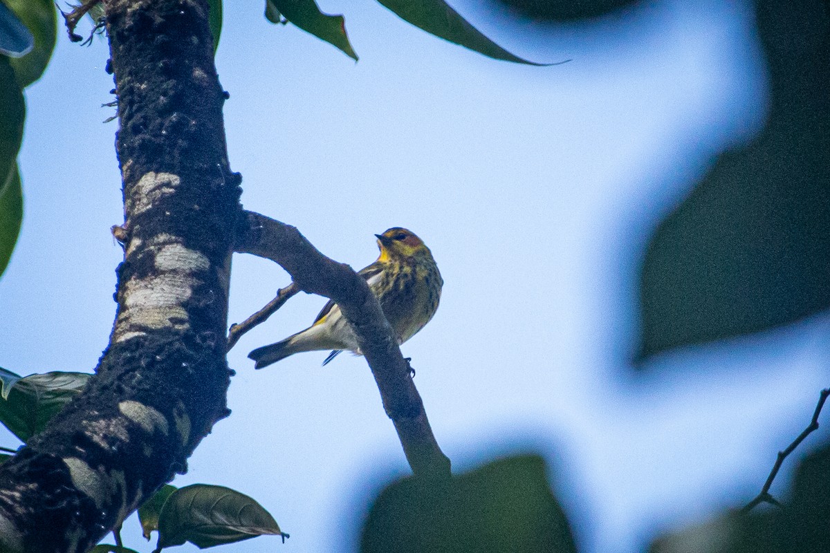 Cape May Warbler - ML615151309