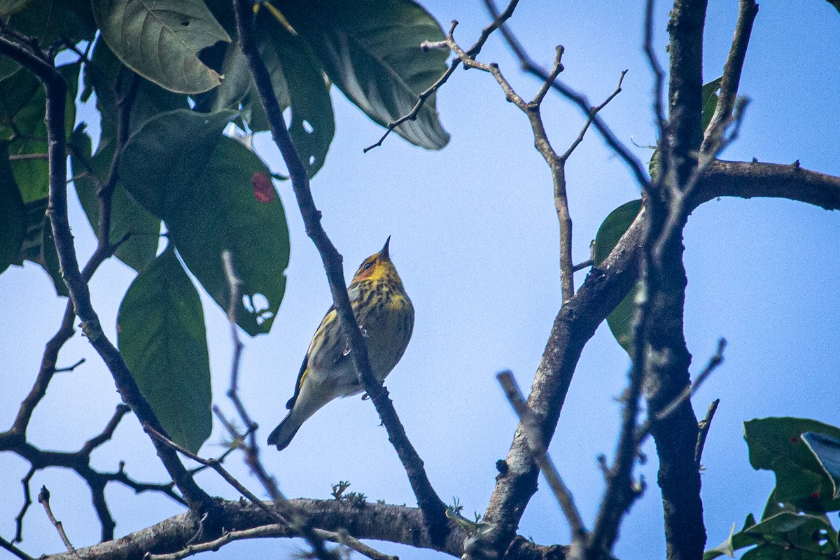 Cape May Warbler - ML615151310