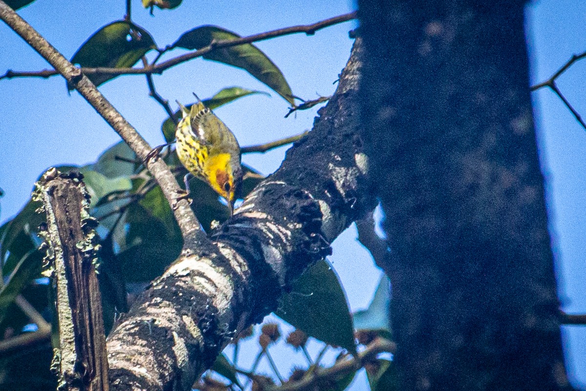 Cape May Warbler - ML615151311