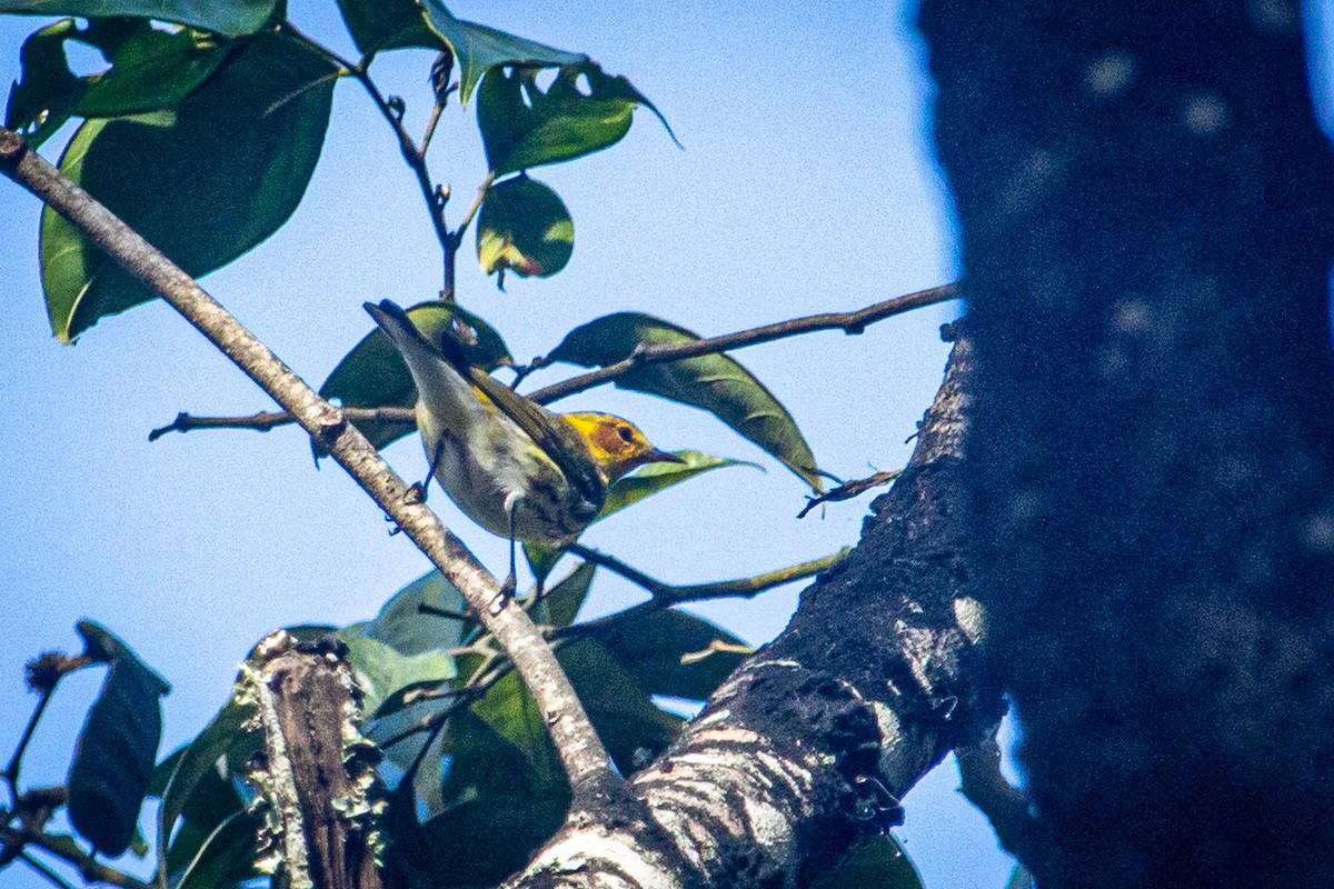 Cape May Warbler - ML615151312