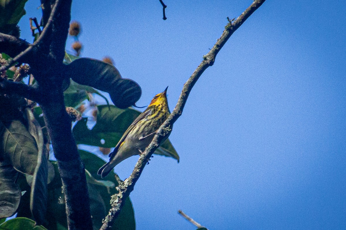 Cape May Warbler - ML615151313