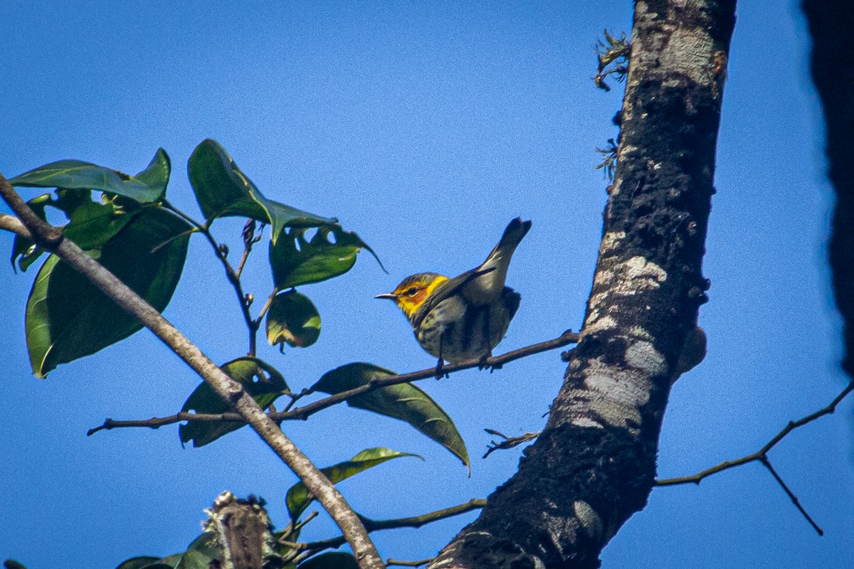 Cape May Warbler - ML615151315