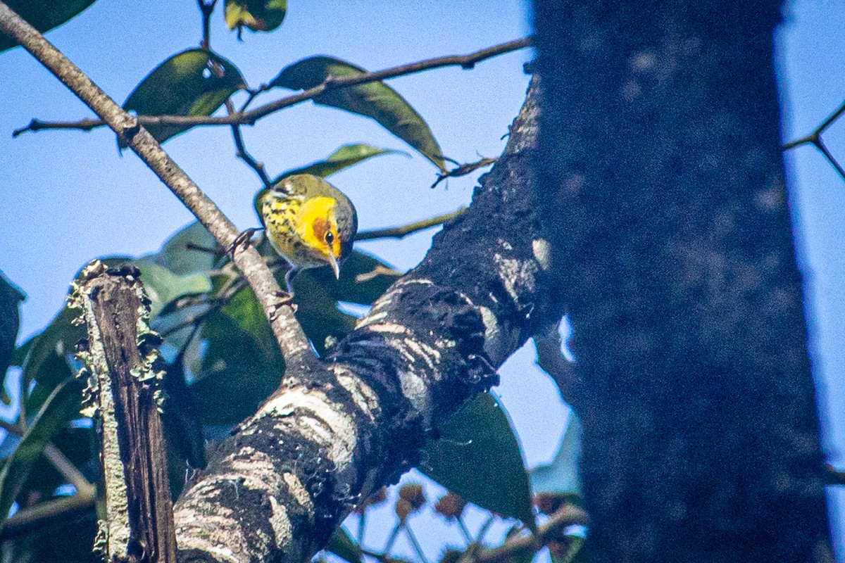 Cape May Warbler - ML615151316