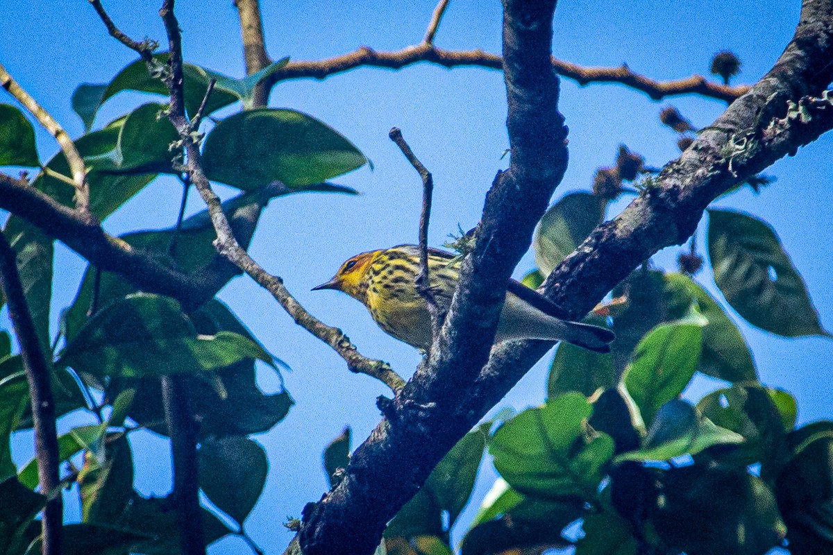 Cape May Warbler - ML615151318