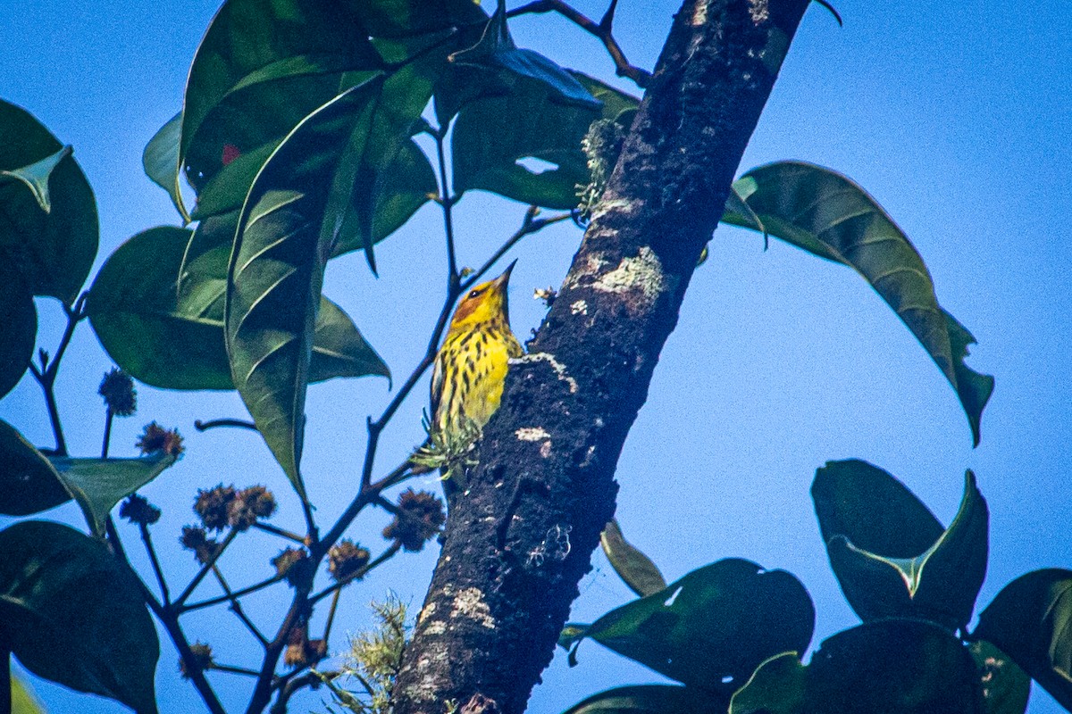 Cape May Warbler - ML615151319