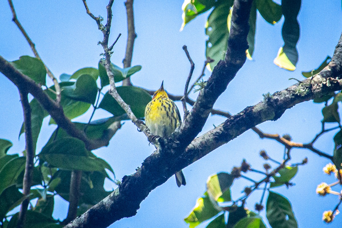 Cape May Warbler - ML615151320