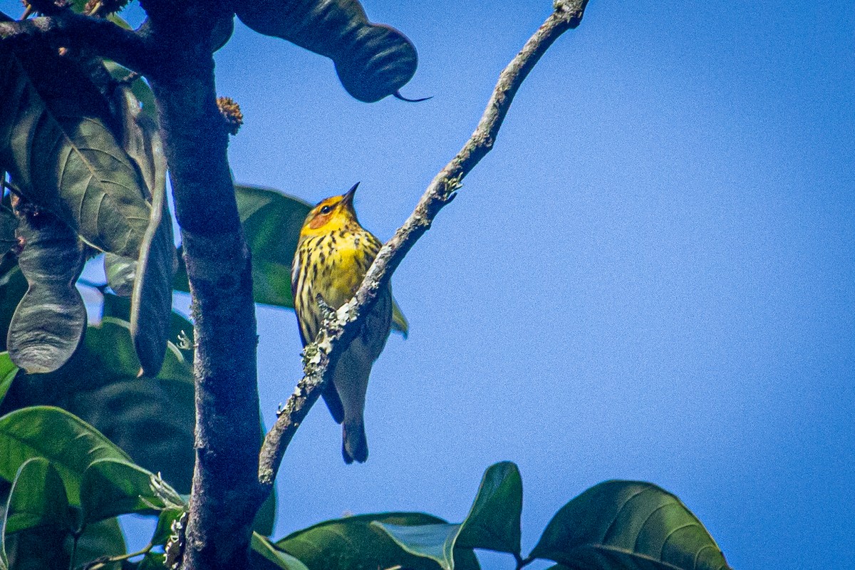 Cape May Warbler - ML615151321