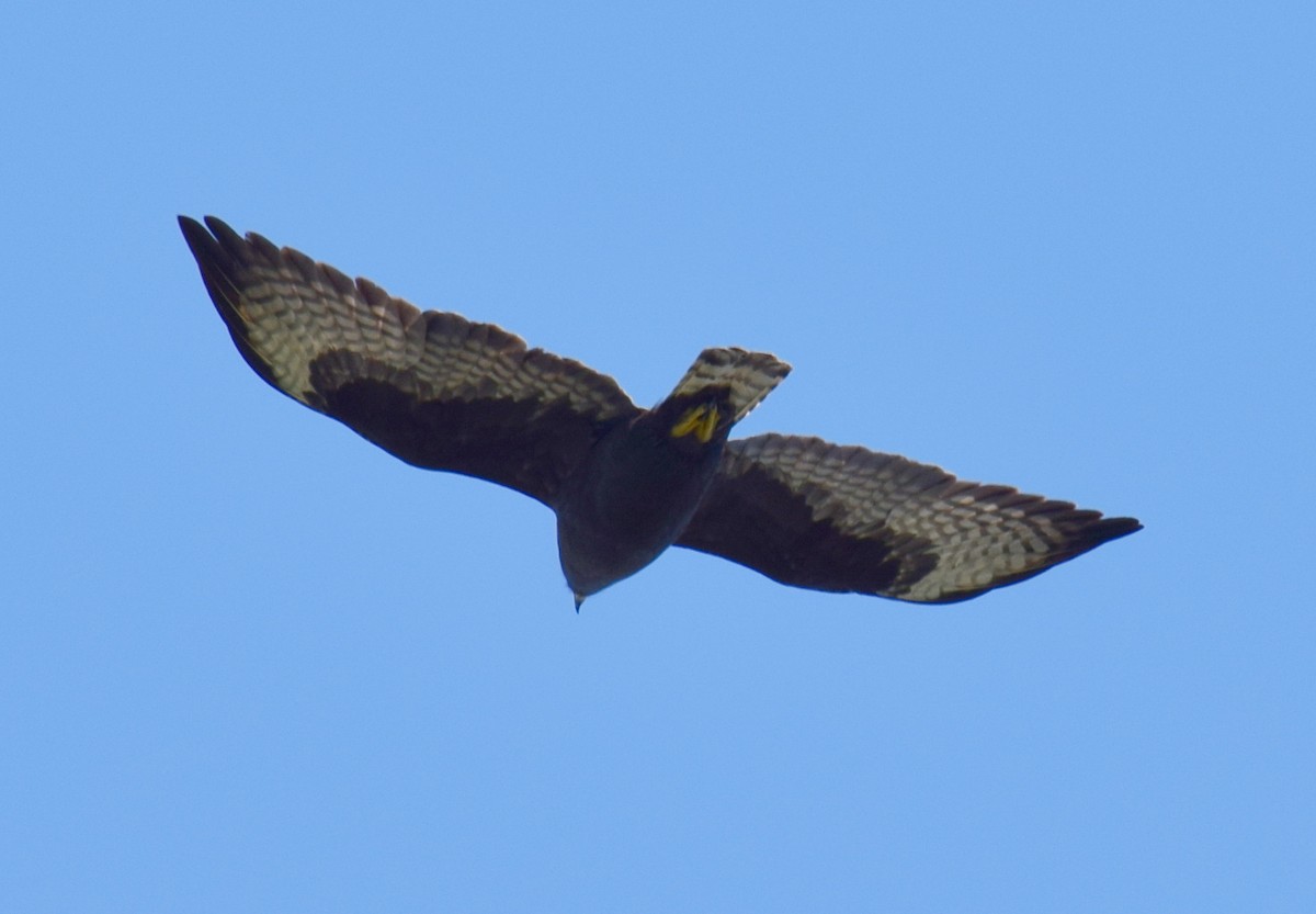 Short-tailed Hawk - ML615151323