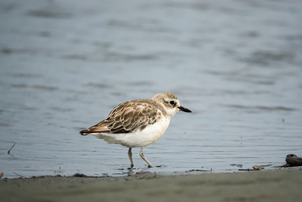 Red-breasted Dotterel (Northern) - ML615151374
